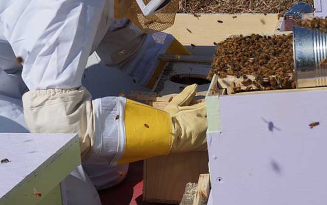 養(yǎng)蜂人