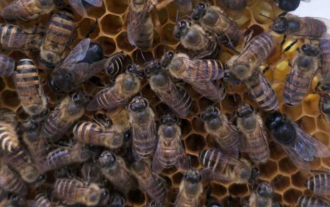 中蜂強(qiáng)群怎么養(yǎng)