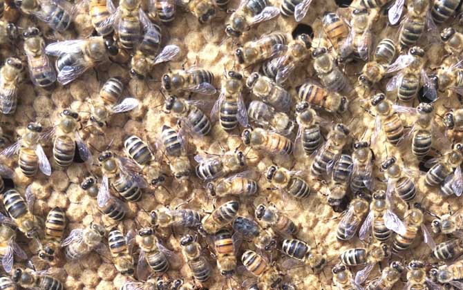 中蜂強(qiáng)群怎么養(yǎng)