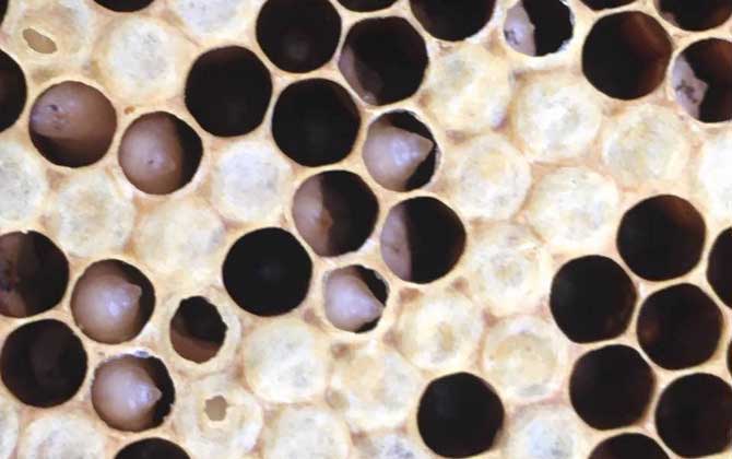 囊狀幼蟲(chóng)病