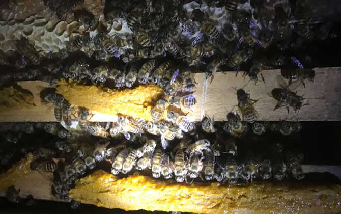 養(yǎng)蜂技術(shù)
