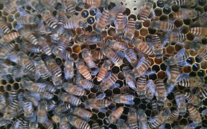 養(yǎng)蜂技術(shù)