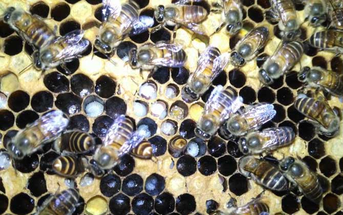 養(yǎng)蜂技術(shù)