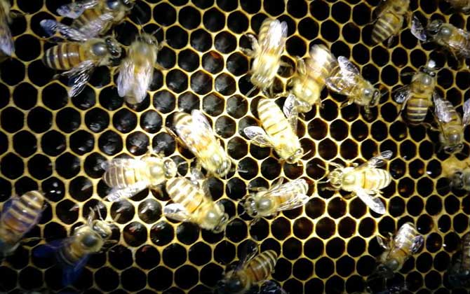 養(yǎng)蜂