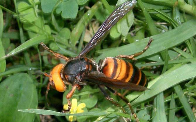 虎頭蜂
