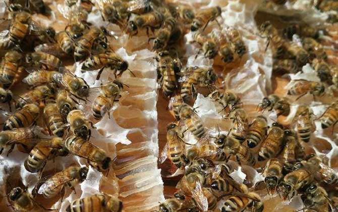 蜜蜂秋季養殖