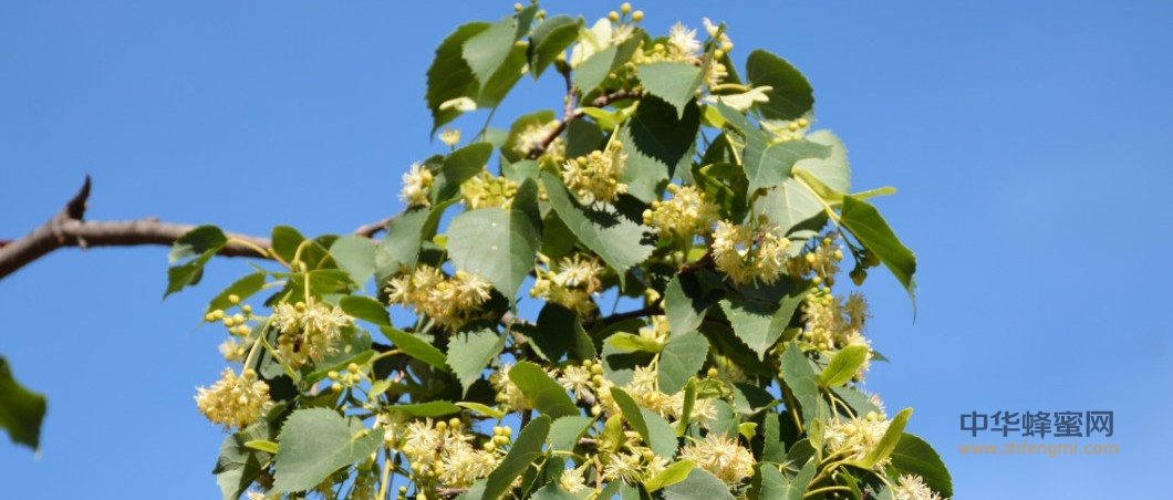 飼養管理｜抓好細節,提高產量