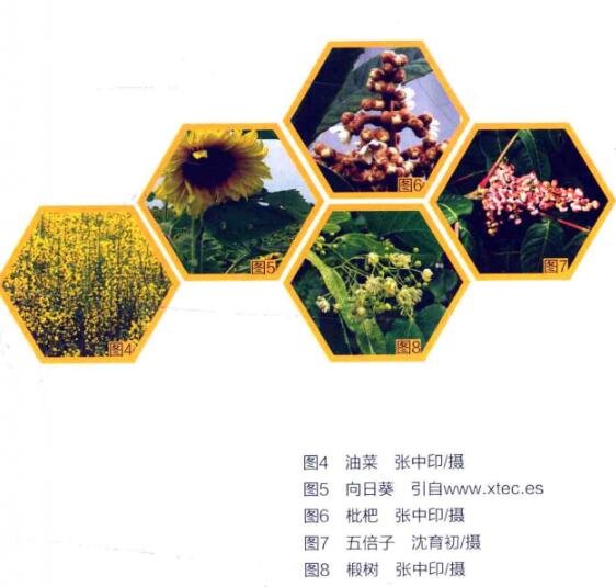 常見(jiàn)的蜜源植物