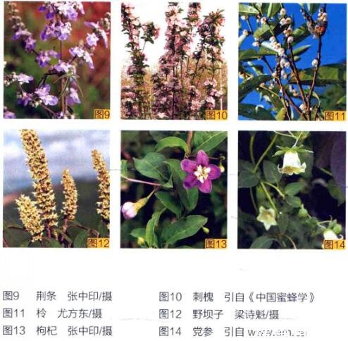 常見(jiàn)的蜜源植物