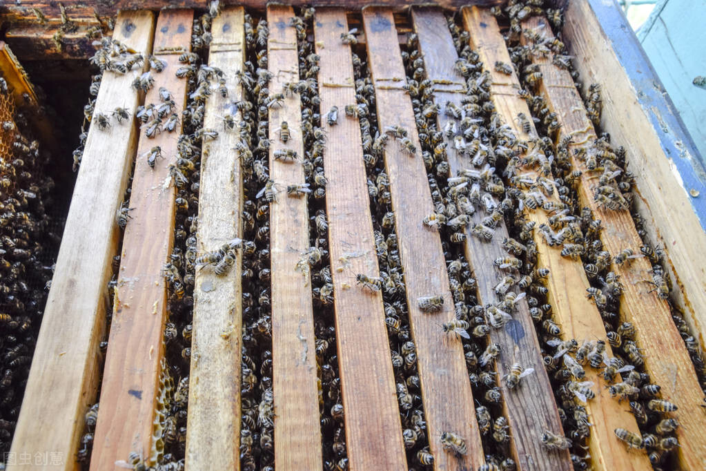 養好蜂群的幾個步驟，蜂群內蜜足脾新，再配上一只好蜂王就完美了