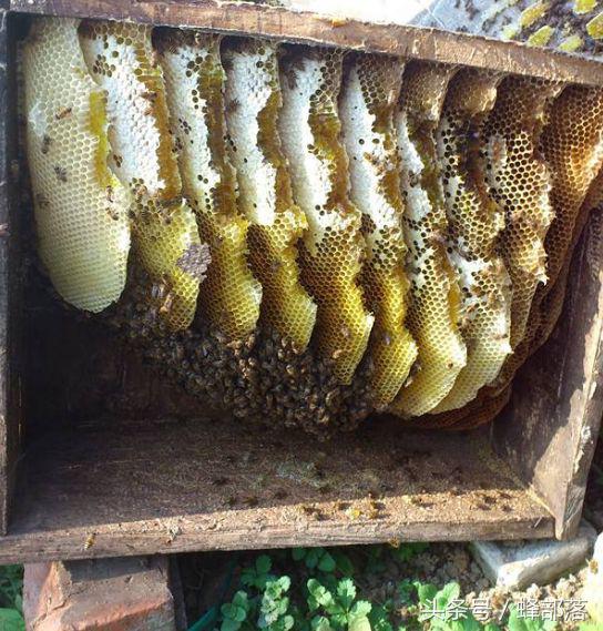 古代人們是如何取蜜的？現代養蜂人看了都心痛