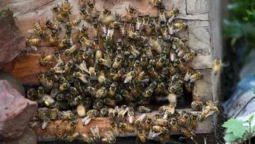 早春不穩(wěn)定的天氣，蜂群盜蜂、拖子的原因及解決方式