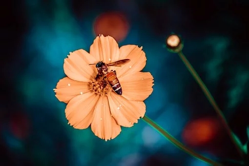 養蜂方法，囚禁蜂王不容易死的方法？囚禁蜂王容易死的原因