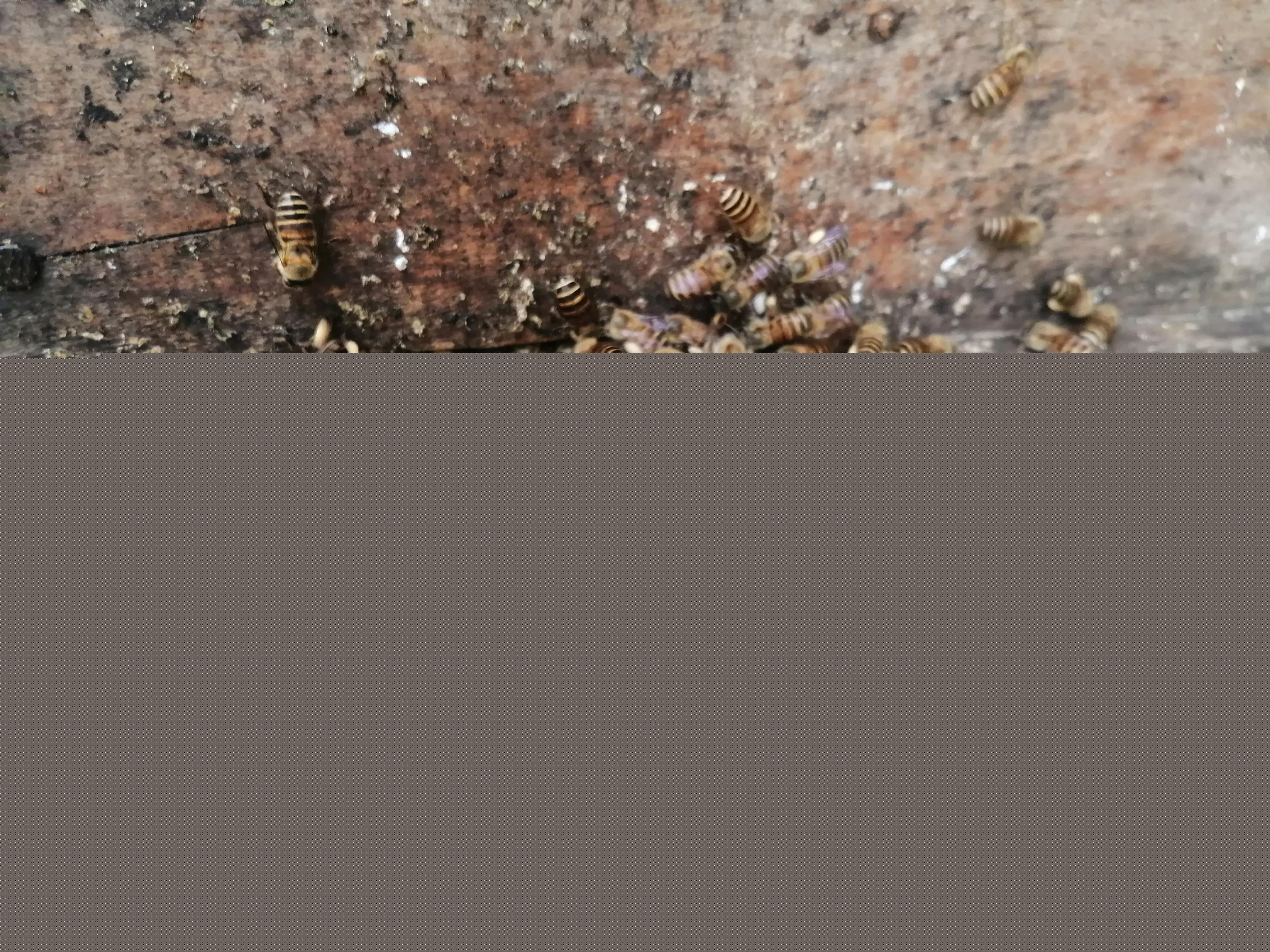 中蜂養殖：蜂箱內潮濕、內箱壁結小水洙、箱口有水流出是好事嗎？