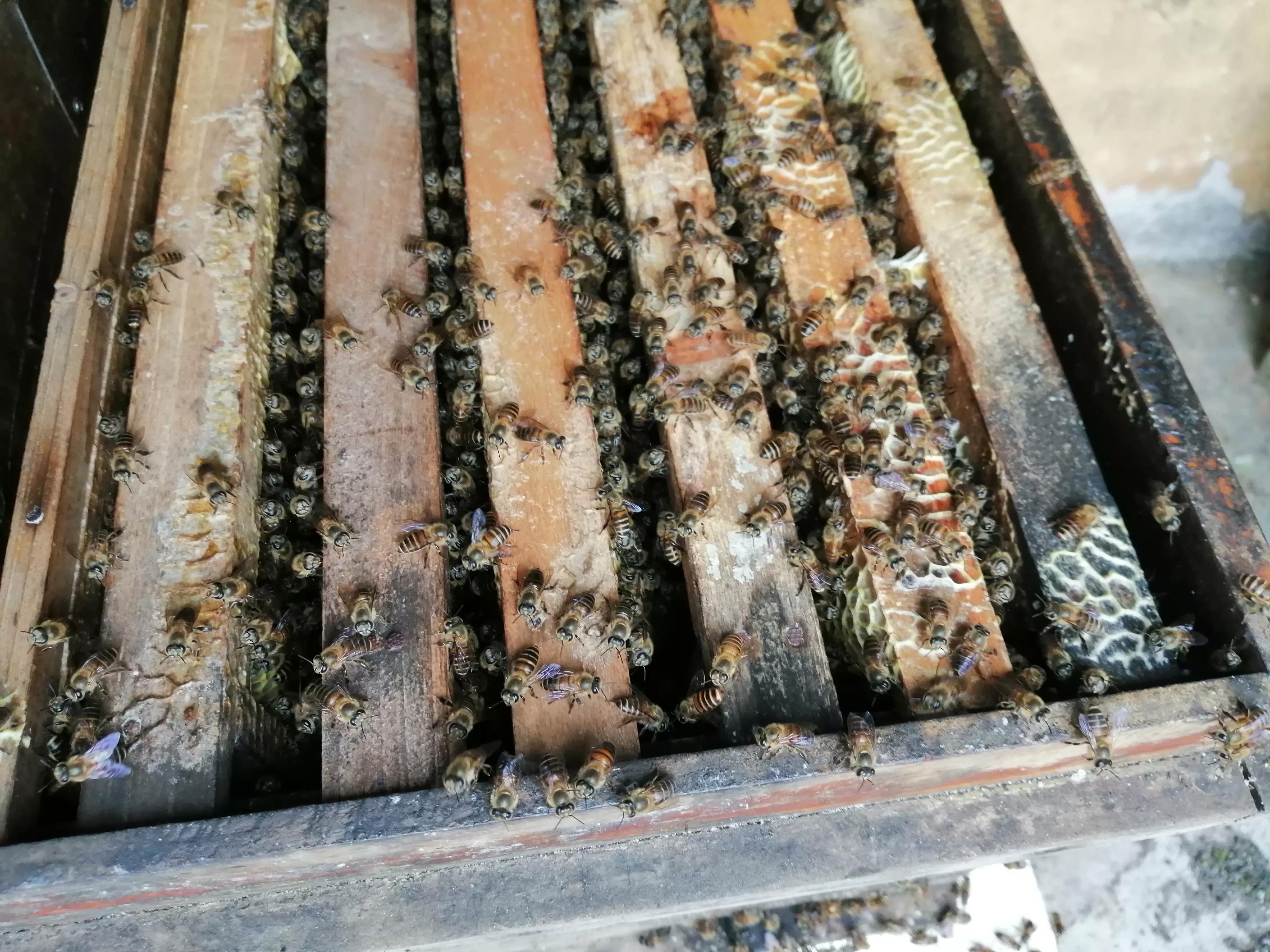 中蜂養殖：蜂窩內里有蟑螂、螞蟻、壁虎是有利還是有害