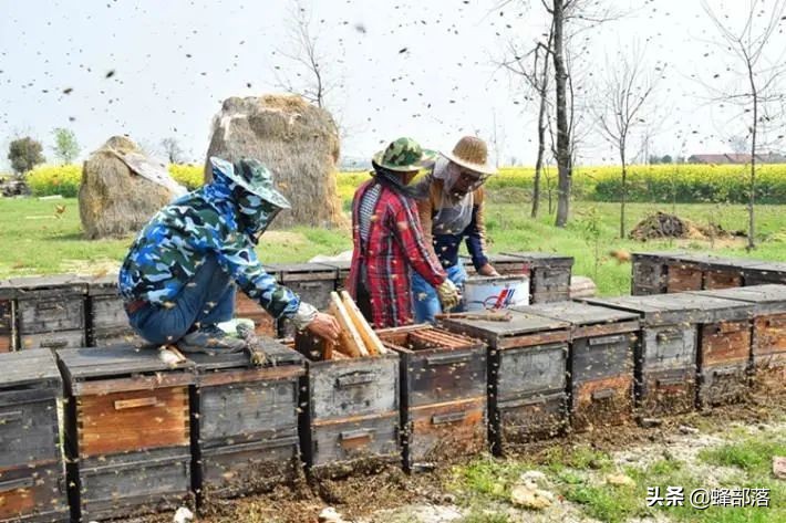 意大利引進國內的蜜蜂，嚴重危害中華蜜蜂，為啥我國還要大量養殖？