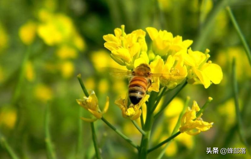 蜜蜂的平均壽命只有30天，為何冬天沒(méi)有沒(méi)花開(kāi)不會(huì)團(tuán)滅？