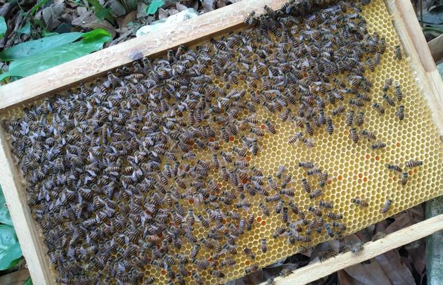 怎樣才能養(yǎng)好中華蜜蜂？