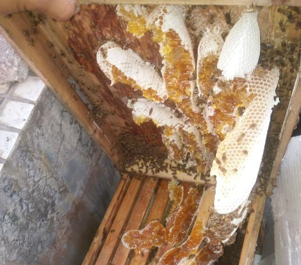 怎樣才能養(yǎng)好中華蜜蜂？