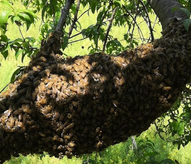 怎樣才能養(yǎng)好中華蜜蜂？