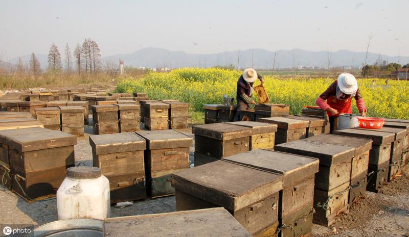 如何養蜜蜂？