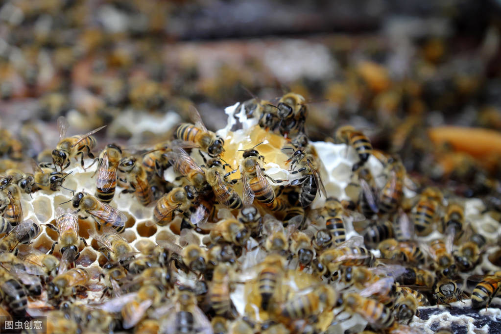 如何養蜜蜂？