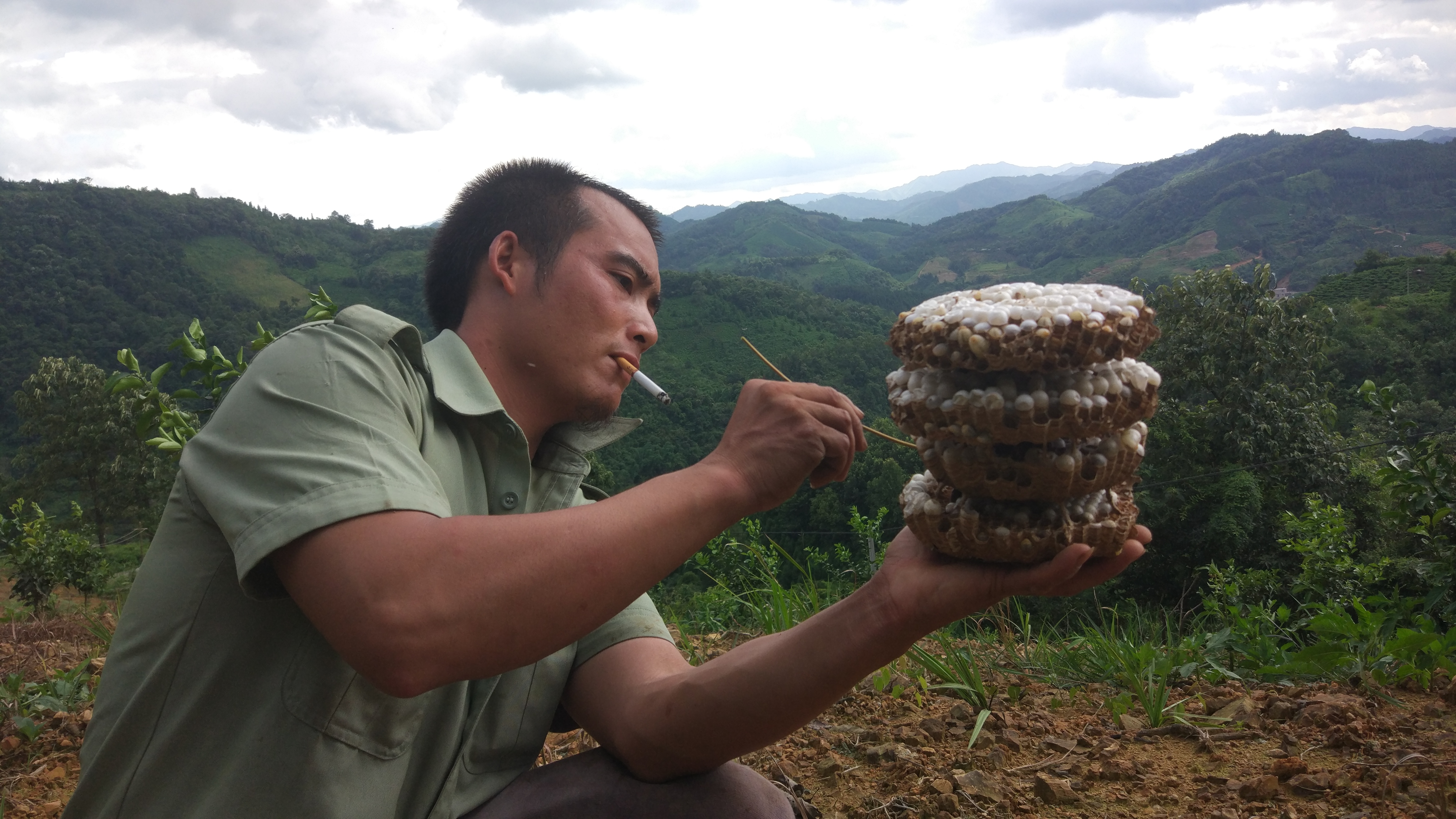 農村小伙深山養殖馬蜂窩，蜂蛹一公斤150元，能脫貧致富嗎？