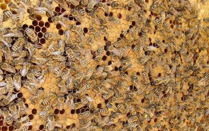 浙農大一號意蜂