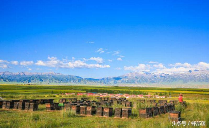 農(nóng)村養(yǎng)蜂補(bǔ)貼怎么拿？能拿到多少？