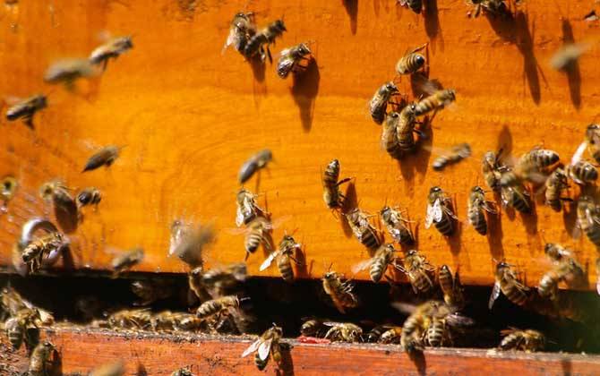 偵查蜂一般在什么地方出現