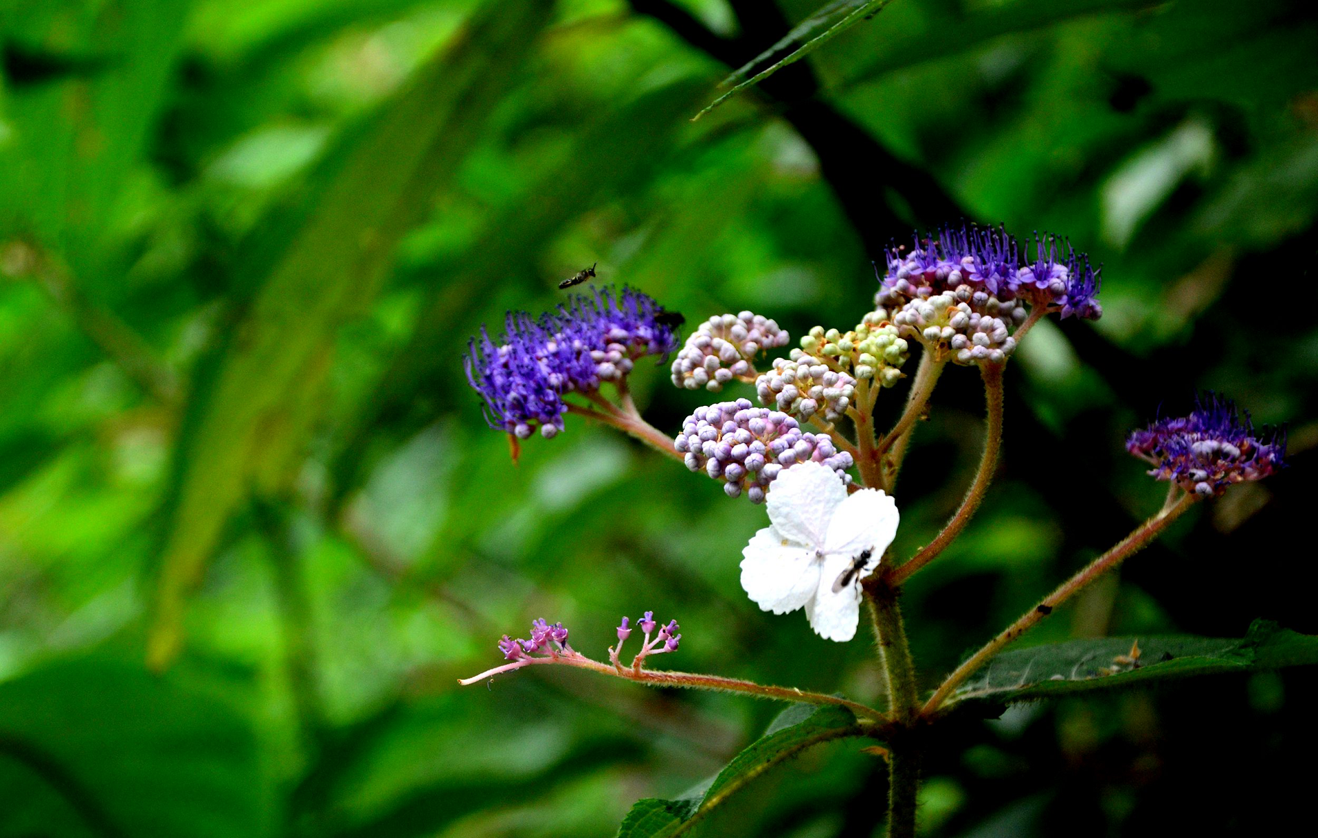 蜜蜂吃花粉有什么作用（蜜蜂喂花粉有什么好處）