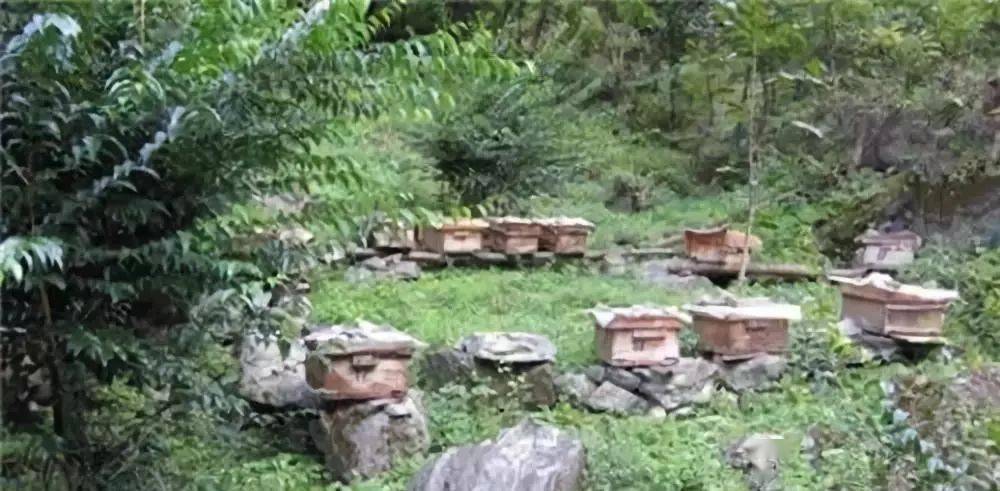 定點養蜂場綠化種什么樹好（這8種樹綠化效果好，又是難得的蜜源植物，花蜜營養價值極高）