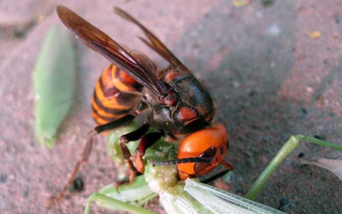 怎樣區分黃腰虎頭蜂蜂王（虎頭蜂怎么區分蜂王？）