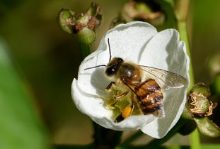 蜜蜂養殖周期是多少天（養殖蜜蜂需要具備條件）