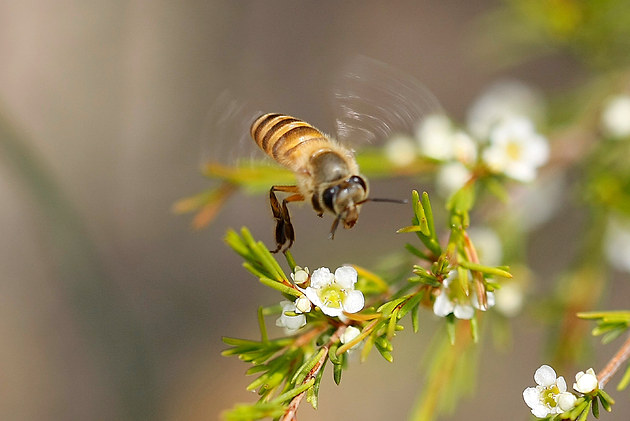 蜜蜂養殖周期是多少天（養殖蜜蜂需要具備條件）
