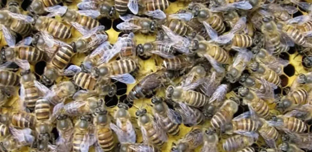 中蜂王多少錢一只哪里賣？