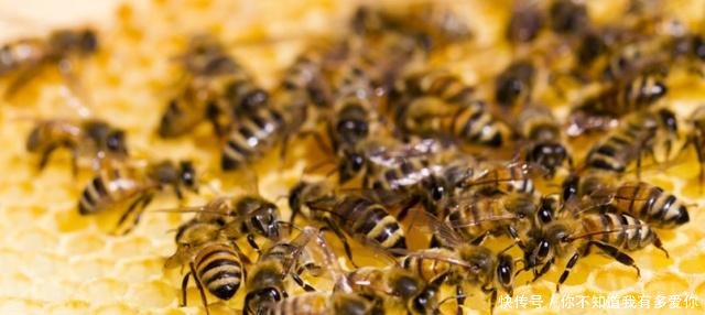 中蜂王多少錢一只哪里賣？