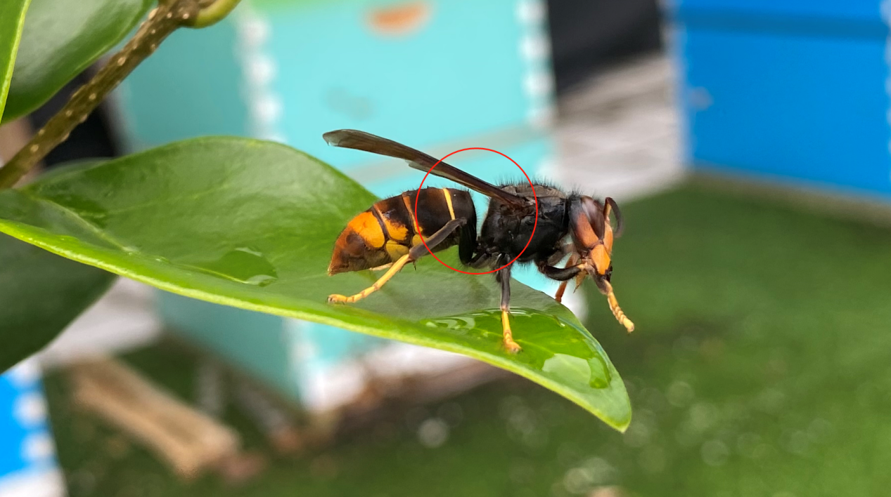 馬蜂和胡蜂有什么區(qū)別（馬蜂和胡蜂的區(qū)分方法）