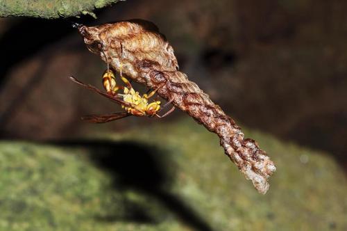馬蜂和胡蜂有什么區(qū)別（馬蜂和胡蜂的區(qū)分方法）