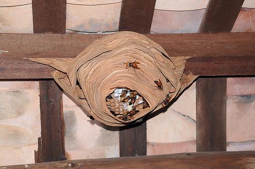 馬蜂和胡蜂有什么區(qū)別（馬蜂和胡蜂的區(qū)分方法）