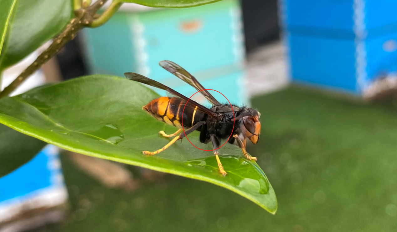 馬蜂和胡蜂有什么區(qū)別（馬蜂和胡蜂的區(qū)分方法）
