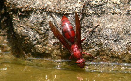 馬蜂和胡蜂有什么區(qū)別（馬蜂和胡蜂的區(qū)分方法）