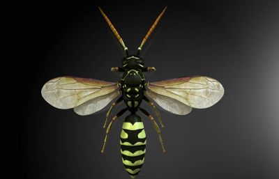 馬蜂和胡蜂有什么區(qū)別（馬蜂和胡蜂的區(qū)分方法）