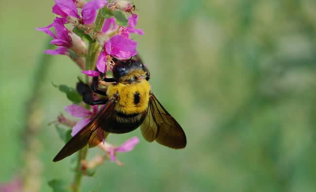 南方黑蜂是什么蜂種？