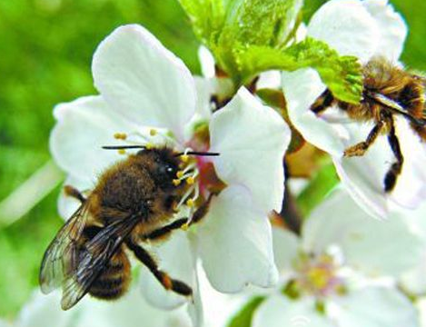養蜂難不難（養蜂要注意什么問題）