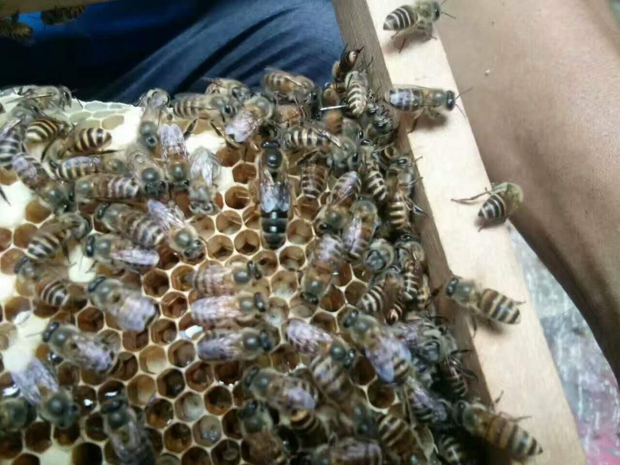 雄蜂比工蜂多是什么意思（一個(gè)蜂群內(nèi)，雄蜂和工蜂各占多大的比例）