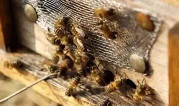 雄蜂比工蜂多是什么意思（一個(gè)蜂群內(nèi)，雄蜂和工蜂各占多大的比例）