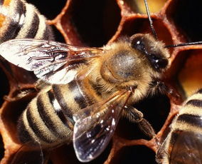 工蜂的頭上有白白的東西是什么（新蜂出房的時候，身體上白色的碎片是什么）