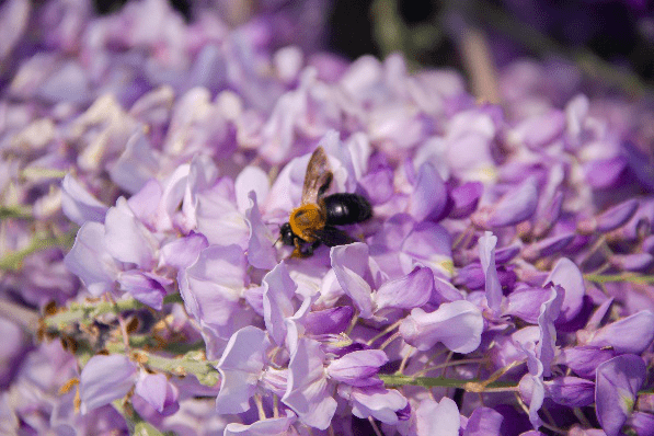養蜂種什么花最好（在養蜂旁邊種什么花蜜源最好）