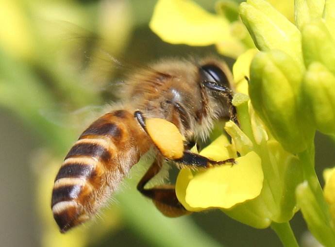 蜜蜂是昆蟲嗎？